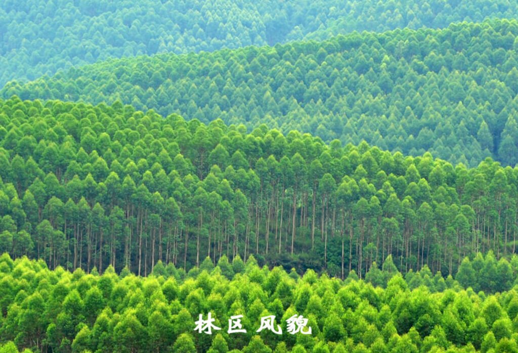 2、daguishan stateowned forest farm